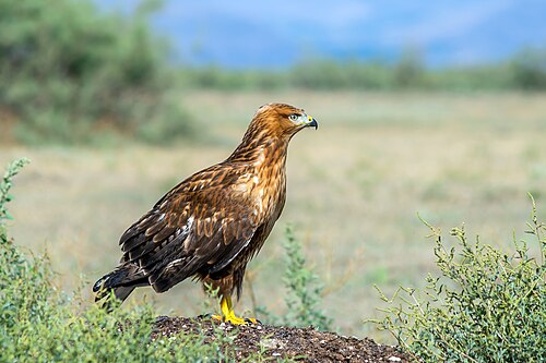 Long-legged buzzard
